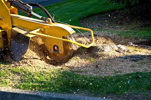 Why Choose Our Tree Removal Services in Evansville, WY?